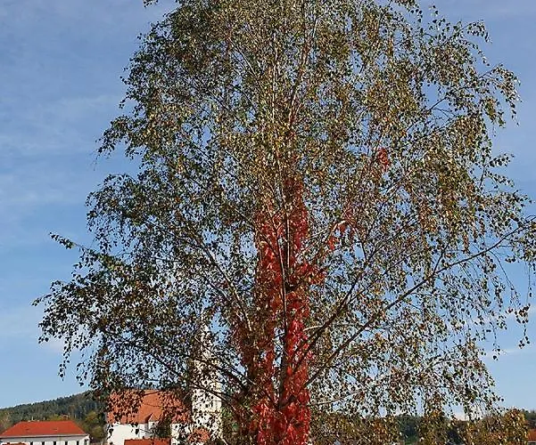 Krumbacherhof Locanda Krumbach (Lower Austria)